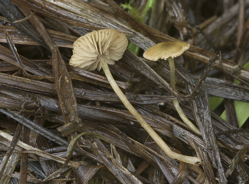 Simocybe laevigata